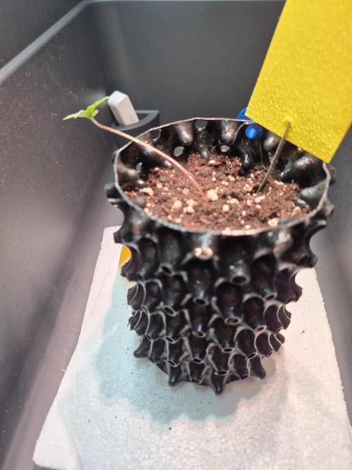 Chocolate Haze. Week 1