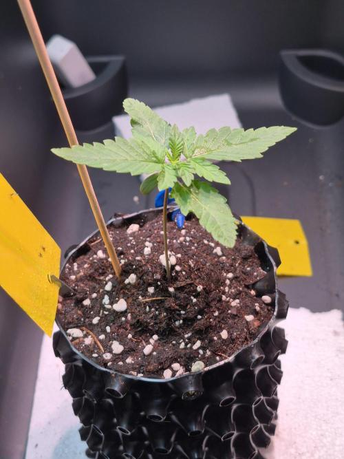 Chocolate Haze. Week 2