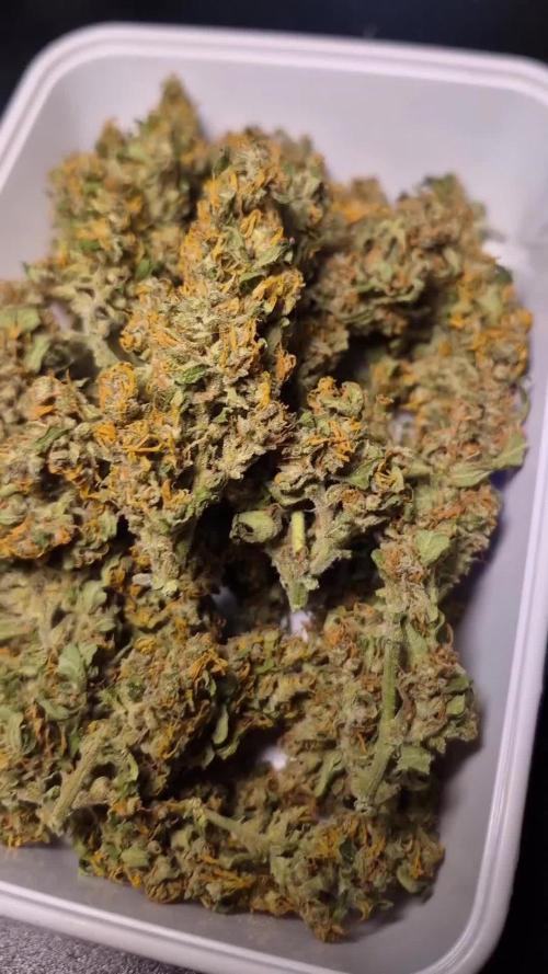 GOAT'lato Auto Outdoor