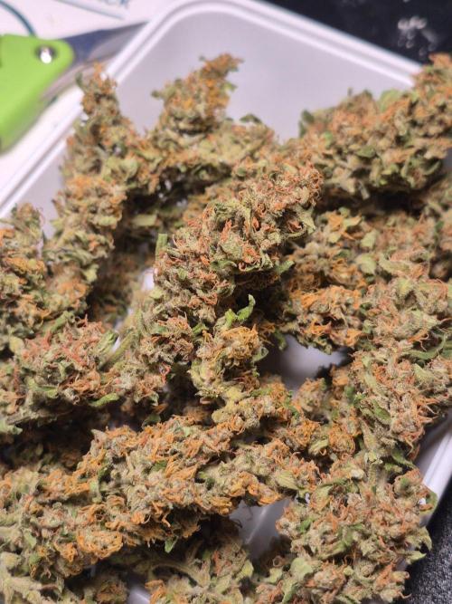 GOAT'lato Auto Outdoor. Week 12