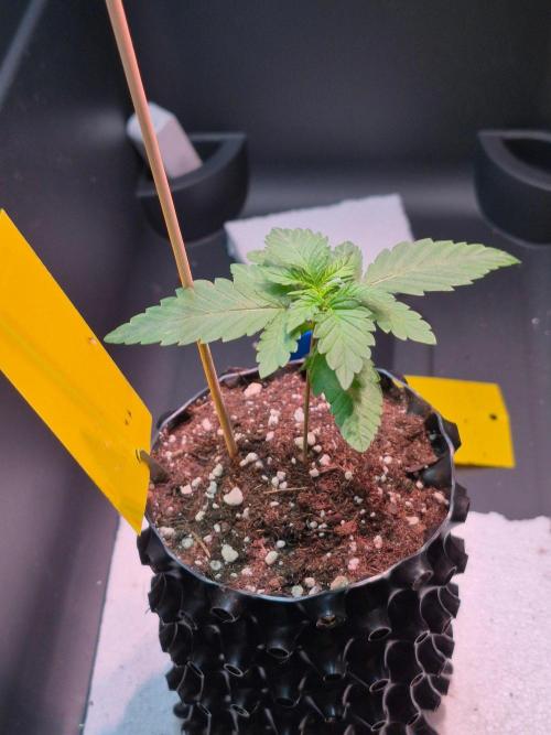 Chocolate Haze. Week 2