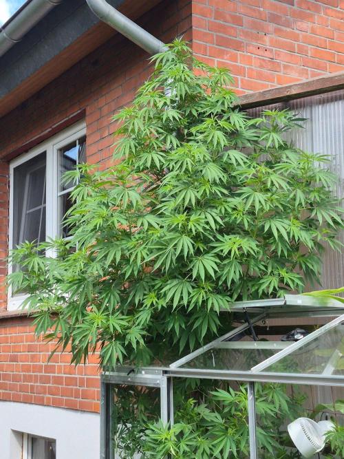 Special Queen Outdoor. Week 16