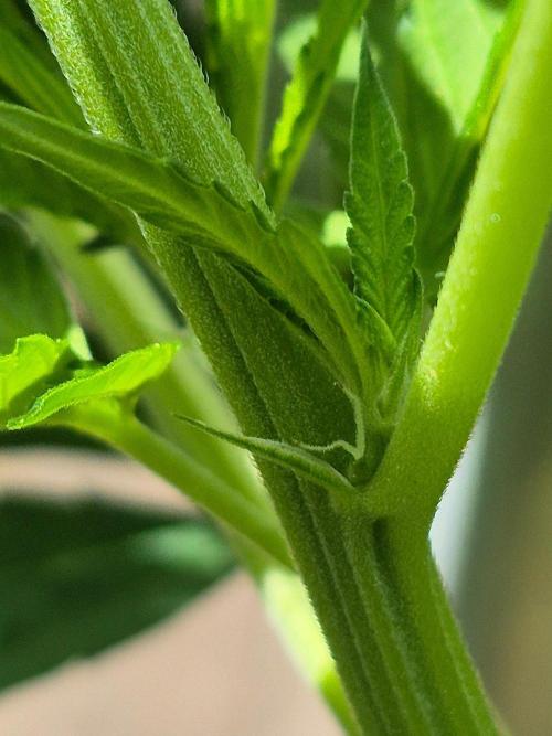 Special Queen Outdoor. Week 16