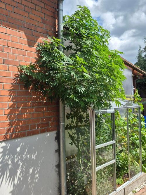 Special Queen Outdoor. Week 16