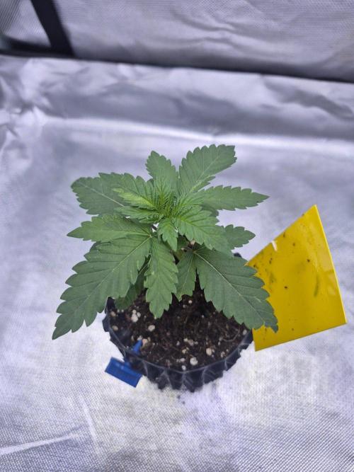 Chocolate Haze. Week 3