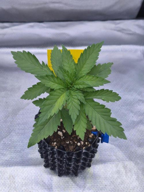 Chocolate Haze. Week 3