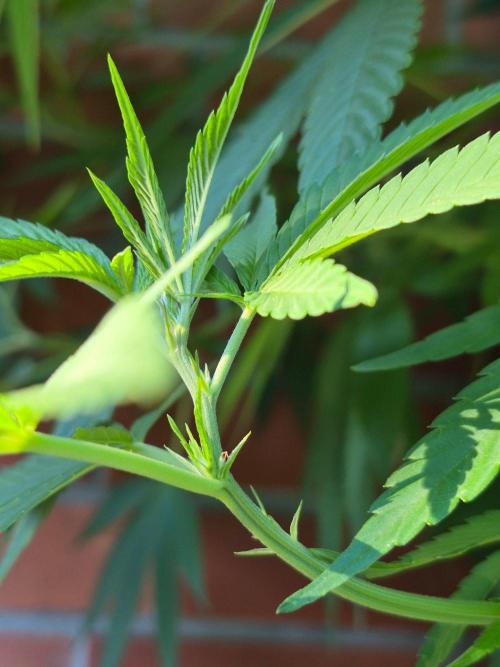 Special Queen Outdoor. Week 16