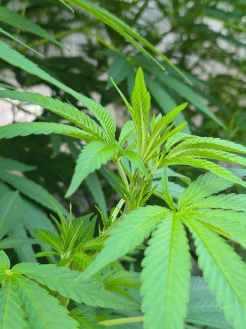 Special Queen Outdoor. Week 17