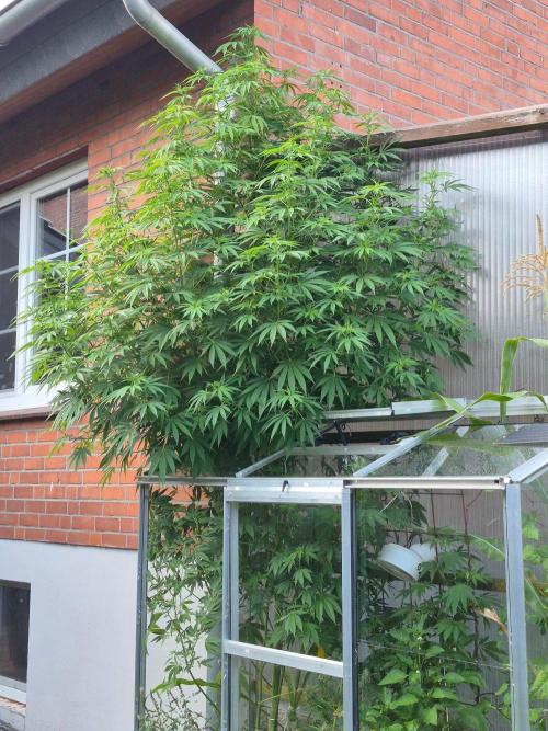Special Queen Outdoor. Week 17