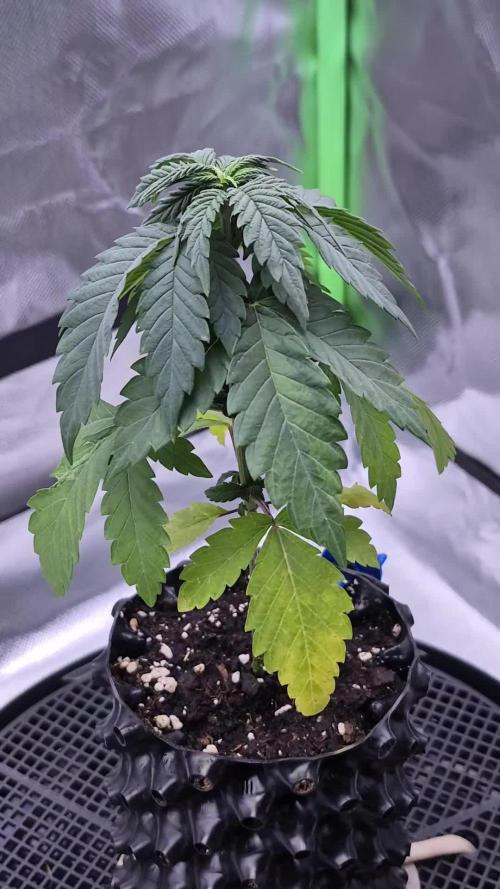 Chocolate Haze aka Chocolope