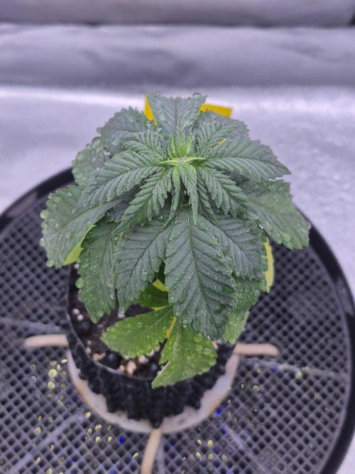 Chocolate Haze aka Chocolope. Week 4