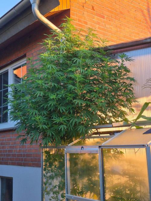 Special Queen Outdoor. Week 17