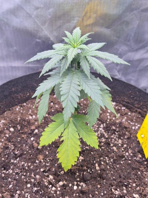 Chocolate Haze. Week 5