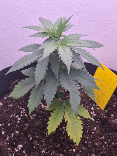 Chocolate Haze. Week 5