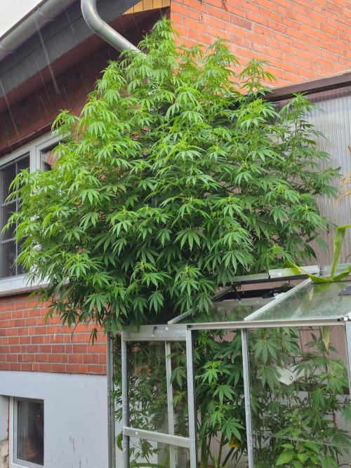 Special Queen #1. Week 18