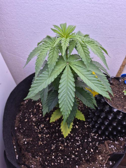 Chocolate Haze. Week 6