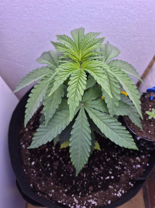 Chocolate Haze aka Chocolope. Week 6