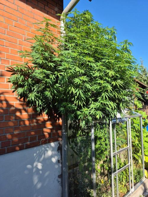 Special Queen Outdoor. Week 19