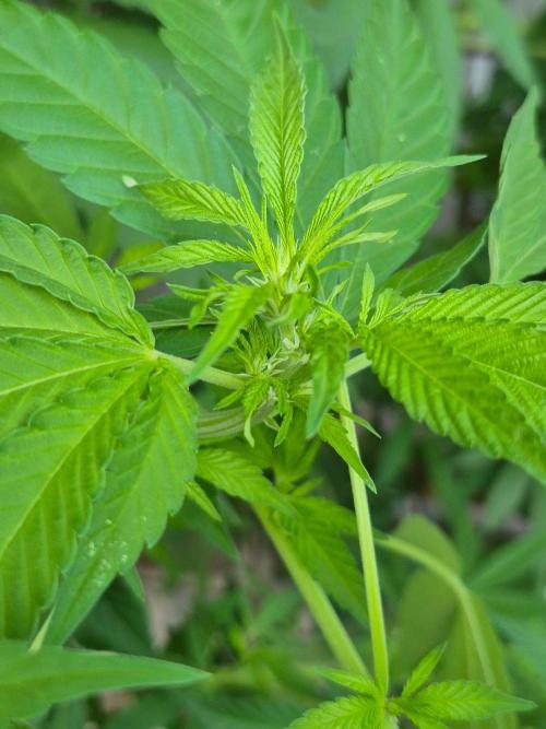Special Queen Outdoor. Week 19