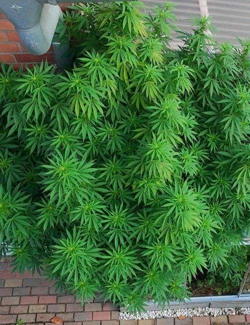Special Queen Outdoor. Week 19
