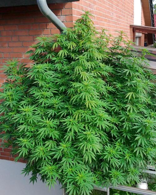 Special Queen Outdoor. Week 19