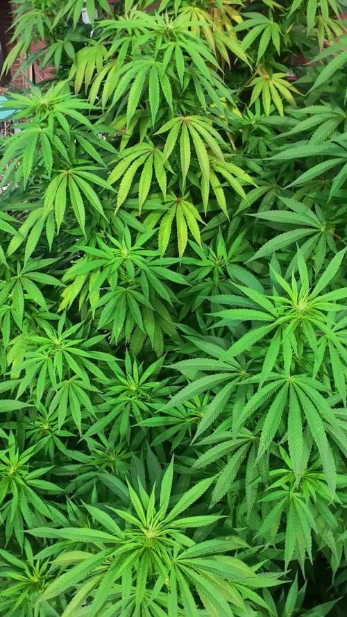 Special Queen Outdoor