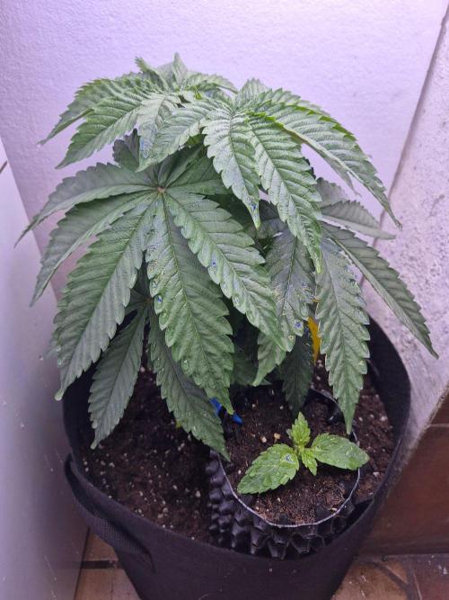 Chocolate Haze aka Chocolope. Week 6