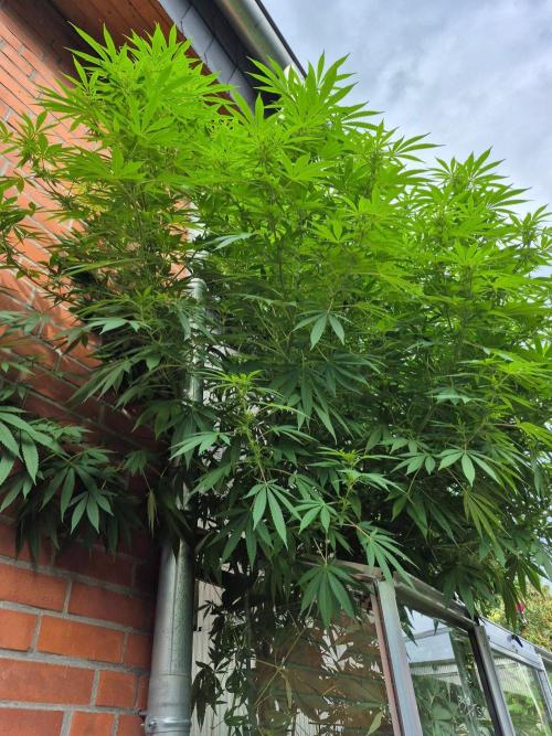 Special Queen Outdoor. Week 20
