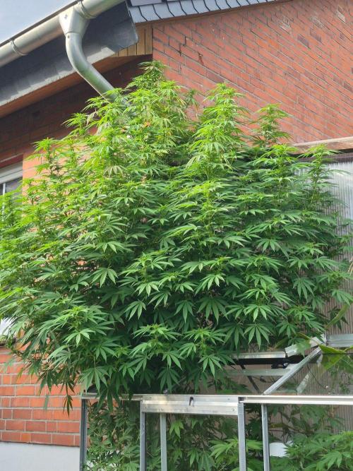 Special Queen Outdoor. Week 20