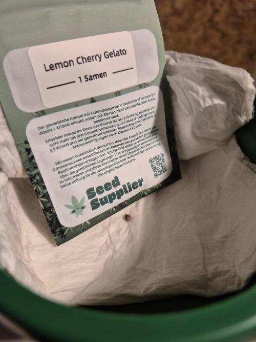 Lemon Cherry Gelato. Week 0