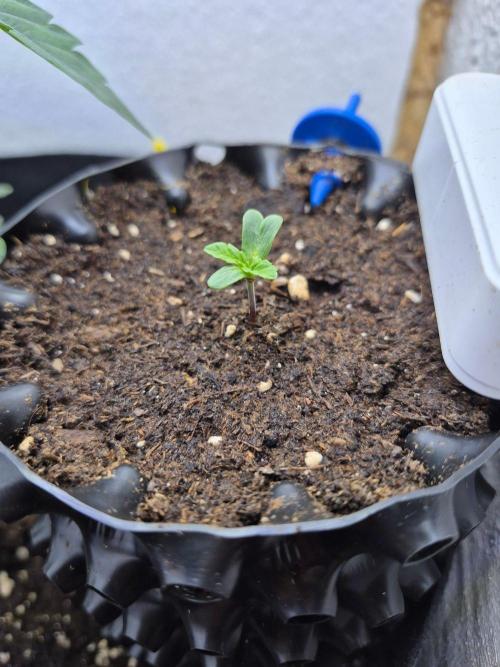 Lemon Cherry Gelato. Week 1