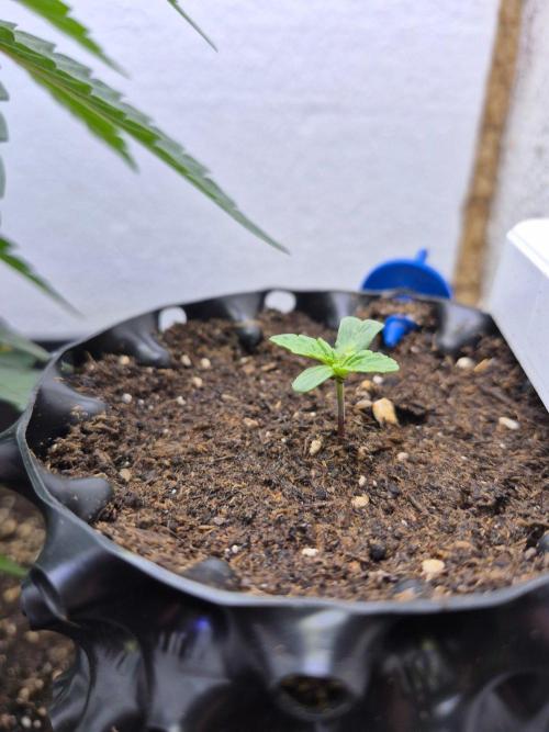 Lemon Cherry Gelato. Week 1