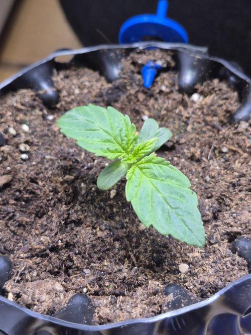 Lemon Cherry Gelato. Week 2
