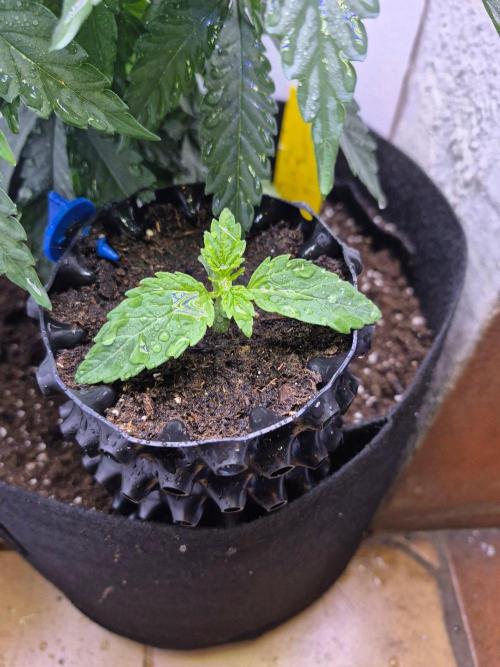 Lemon Cherry Gelato. Week 2