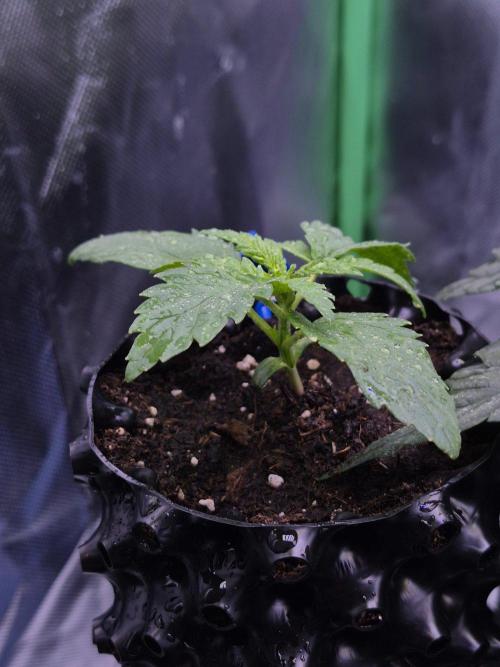 Lemon Cherry Gelato. Week 2