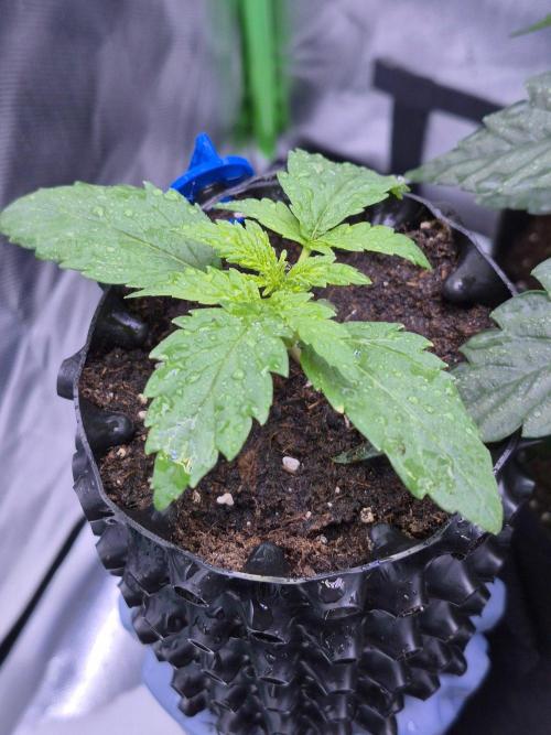 Lemon Cherry Gelato. Week 2
