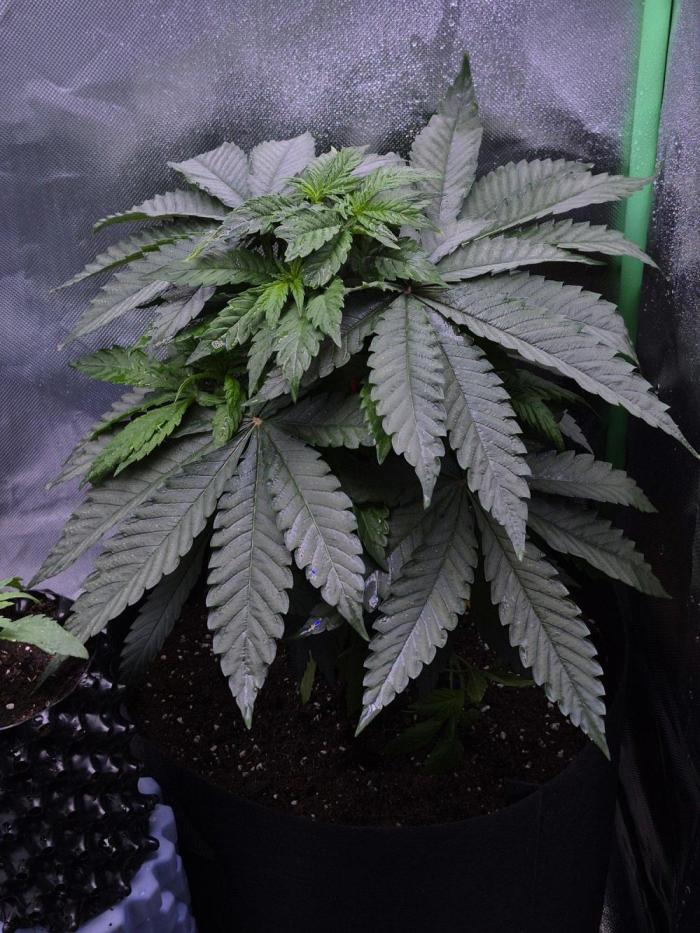 Chocolate Haze aka Chocolope. Week 7