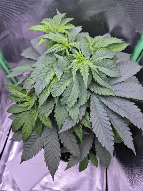 Chocolate Haze aka Chocolope. Week 8