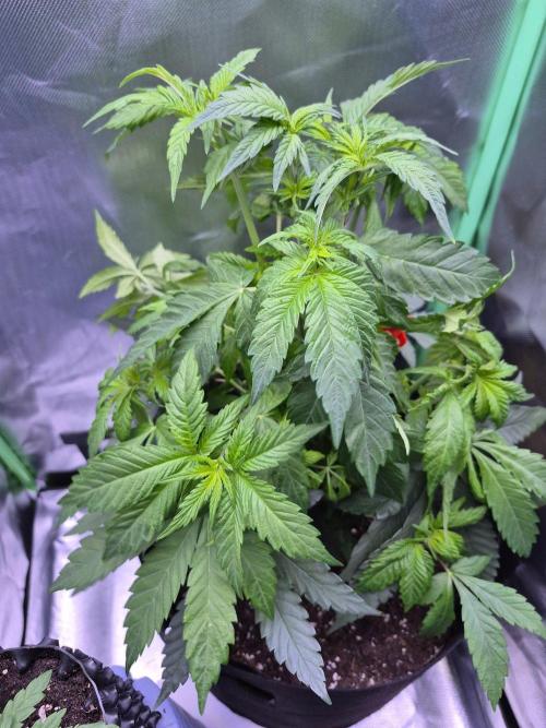 Chocolate Haze aka Chocolope. Week 8