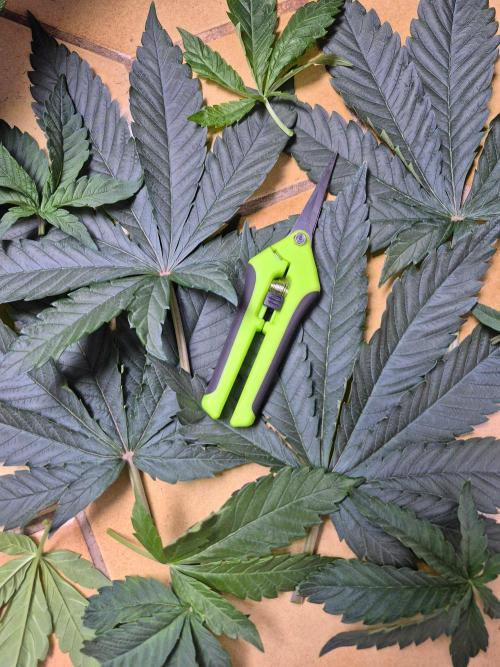 Chocolate Haze aka Chocolope. Week 8