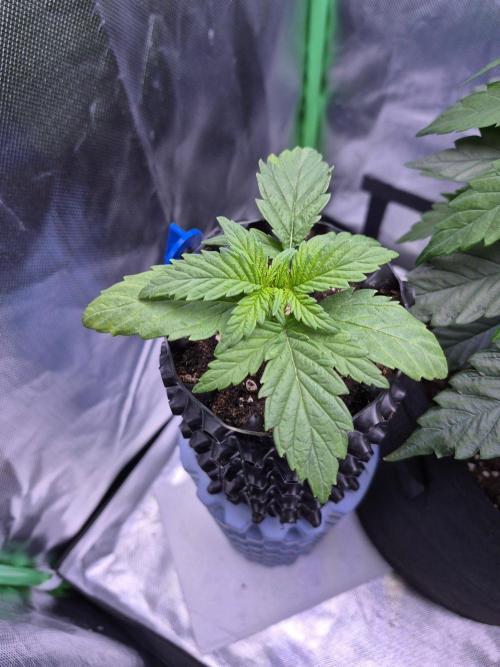 Lemon Cherry Gelato. Week 3