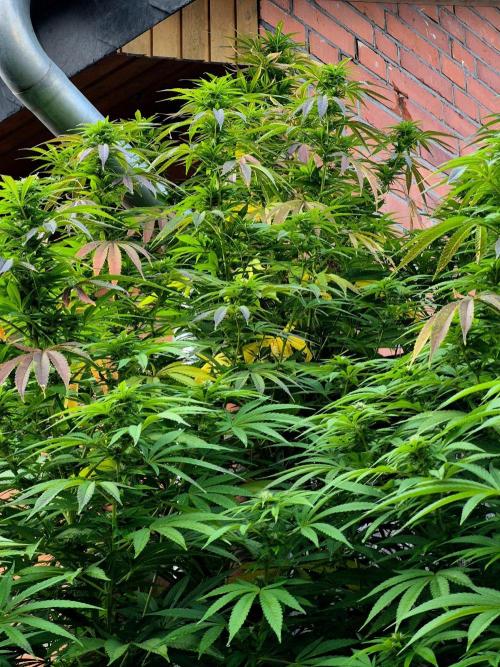 Special Queen Outdoor. Week 21