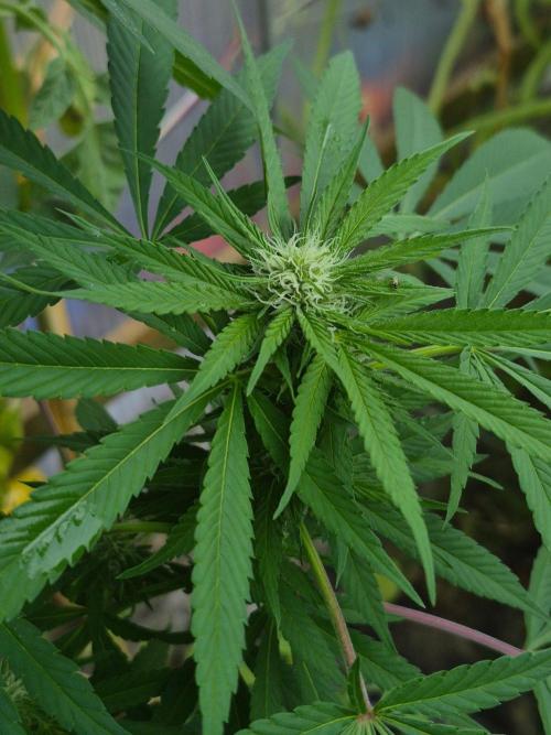 Special Queen Outdoor. Week 21