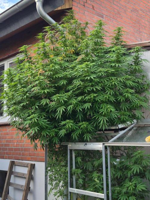 Special Queen Outdoor. Week 21