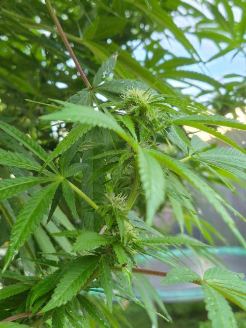 Special Queen #1. Week 21