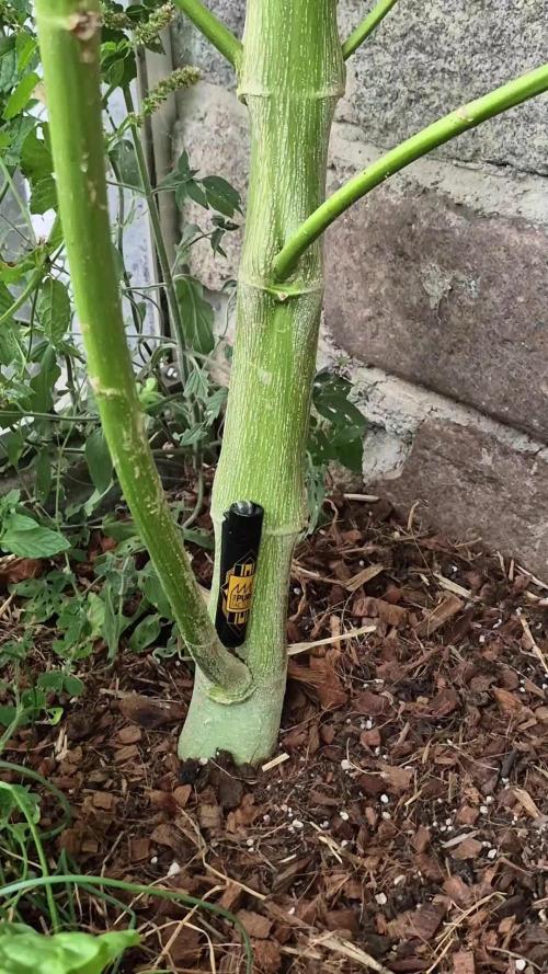 Special Queen Outdoor