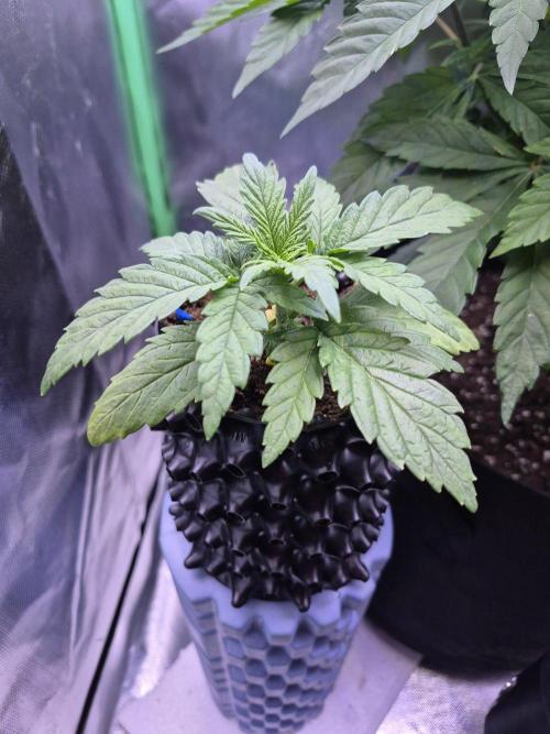 Lemon Cherry Gelato. Week 3