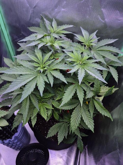 Chocolate Haze aka Chocolope. Week 8