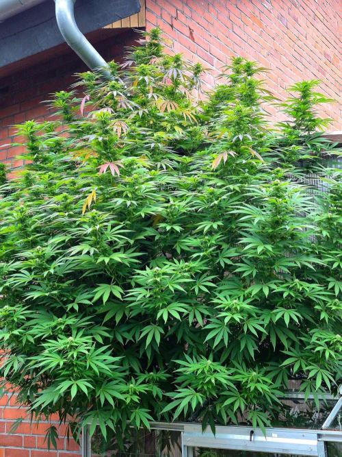 Special Queen Outdoor. Week 21