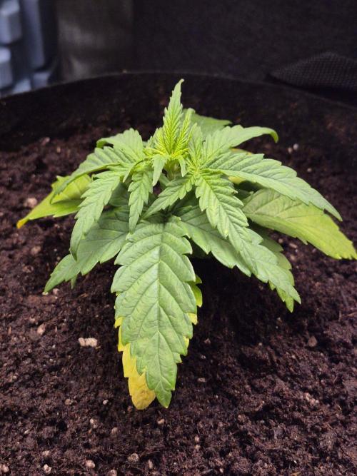 Lemon Cherry Gelato. Week 4